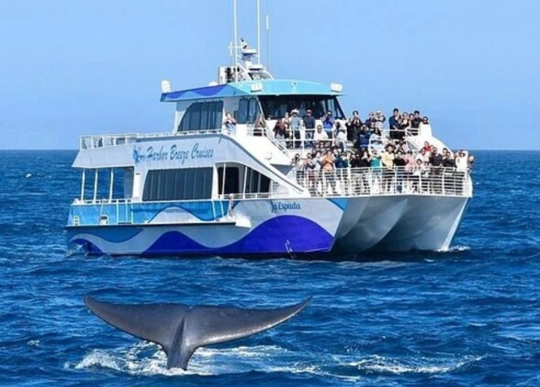 Boat Maintenance Basics: Keep It Running or Watch It Die